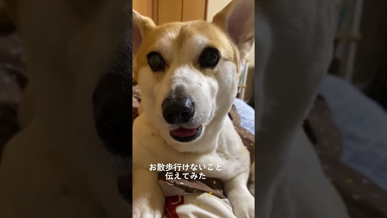 Dog] Kukitan Collection! Which one is your favorite? 🫣 #Kukitan