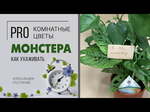 Комнатное растение Монстера уход в домашних условиях| Комнатные лианы | Виды комнатных лиан