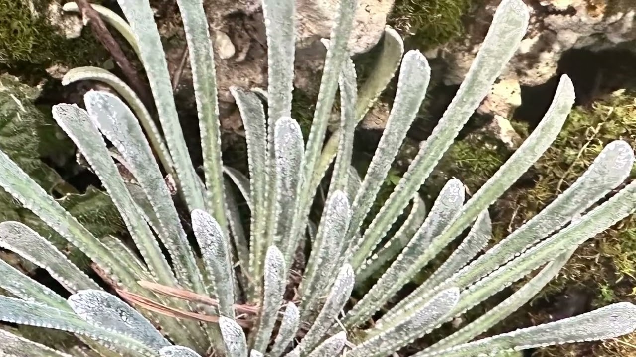 Corona de Rey (Saxifraga longifolia)