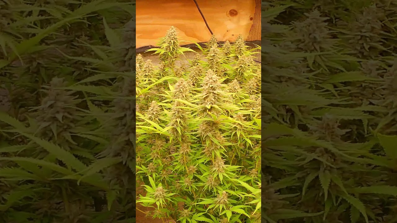 Day 49 of Flower Blue Dream & AK47 Indoor Grow