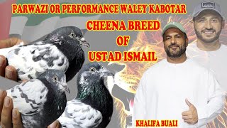 Parwazi Or Performance Waley Kabotar|Cheena Breed of Ustad Ismail|Khalifa BuAli|Pigeons Info|Tips