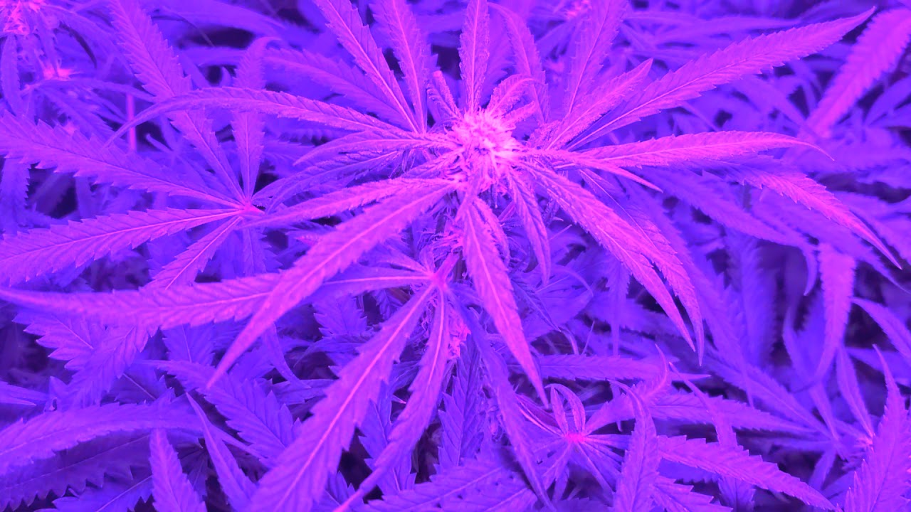 Tweed Bakerstreet Indoor Grow Flowering week 4 Part 8