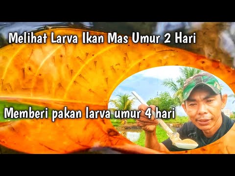Makanan Anak Ikan Mas