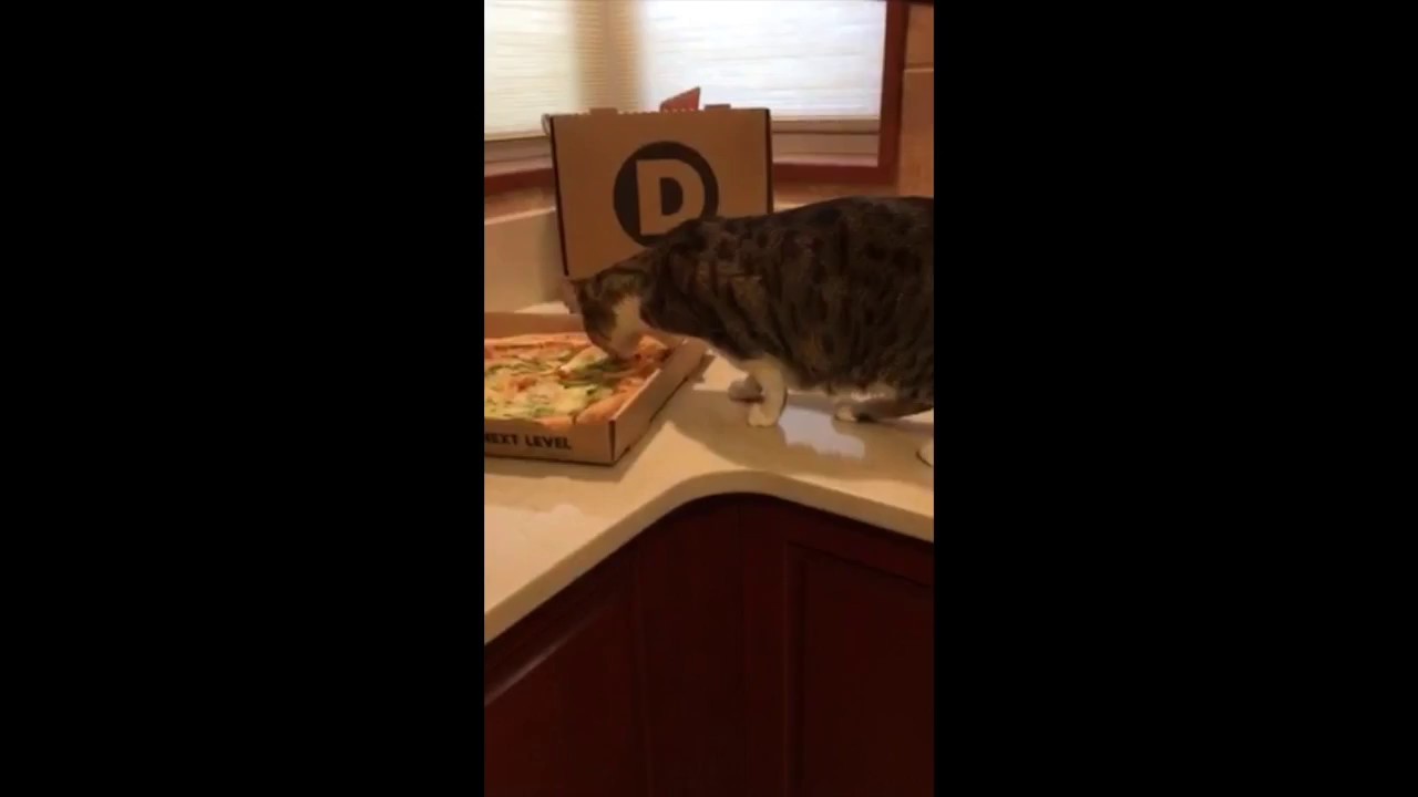 Animal House Cat Rescue and Adoption Center YouTube