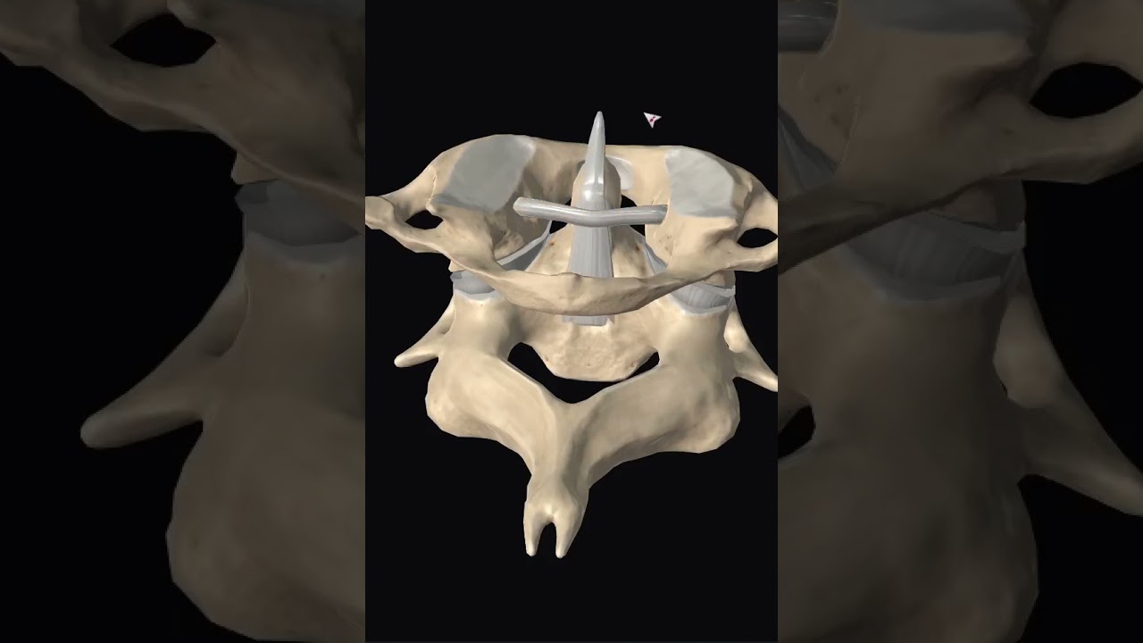 Атланто-осевой сустав 