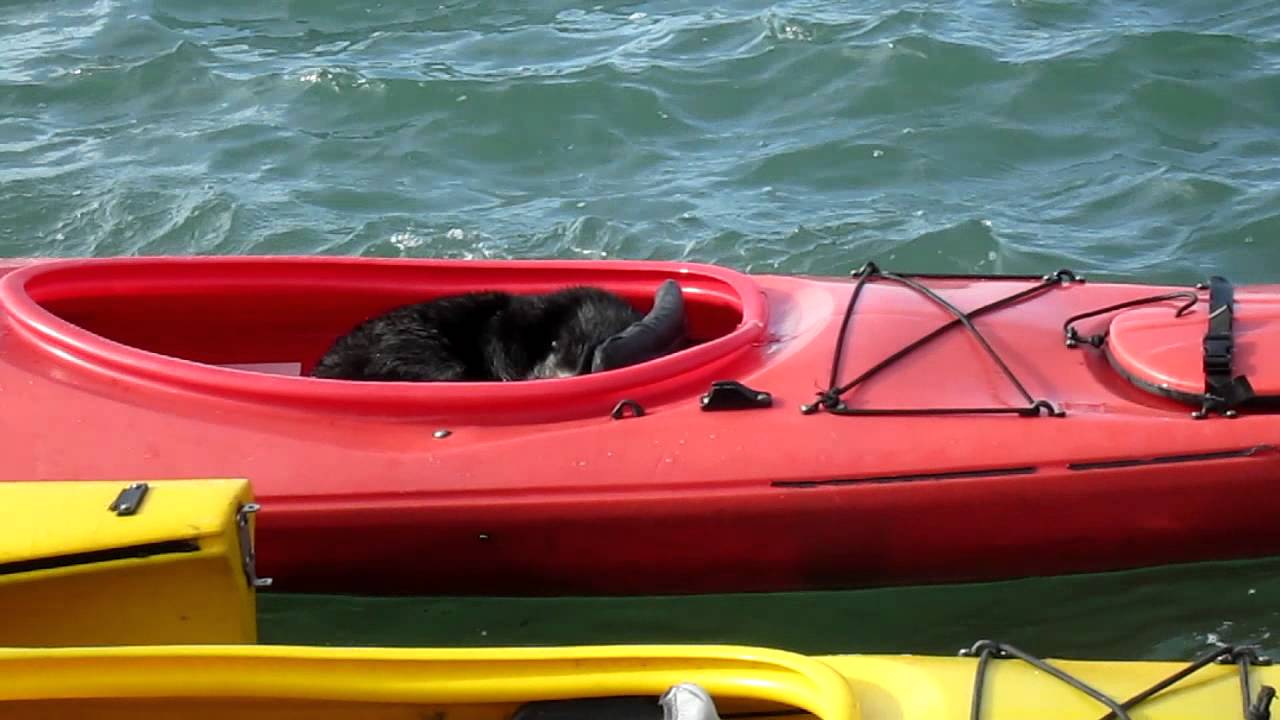 Sea Otter Chillaxing in a Kayak.... YouTube