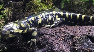 Tiger Salamanders 101 - Basic Care Guide & Habitat Setup Discussion