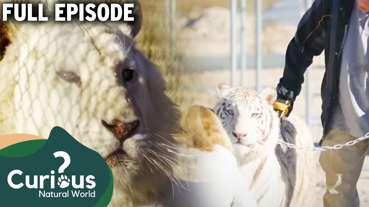 Why There Are More Tigers In The US Than In The Wild Curious