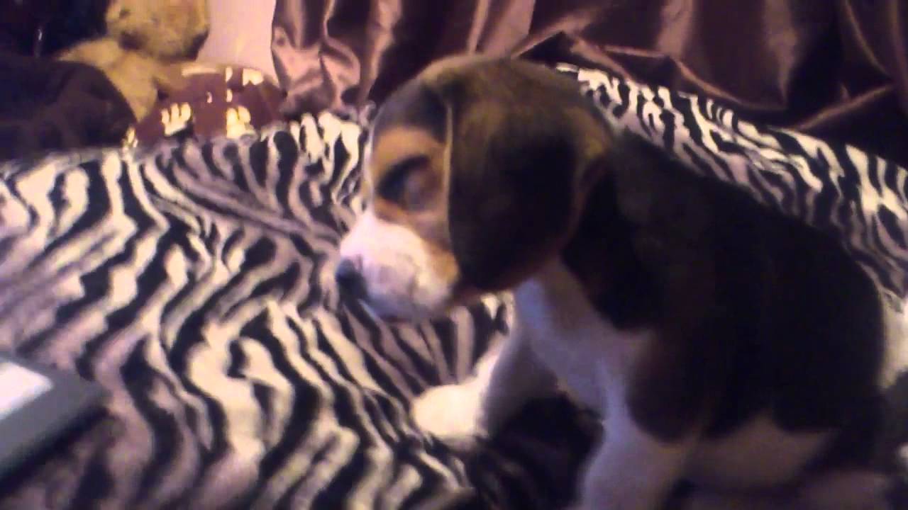 Oliver the Beagle watching "A Perfect Beagle Howl" YouTube