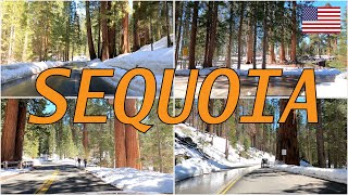 Sequoia National Park - Generals Hwy, Giant Forest - Drive Tour [4k]