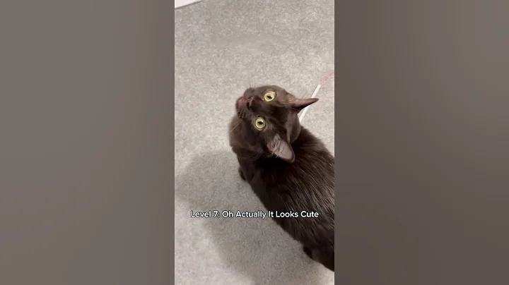 Video 11165461: siamesecat cat funny, funny cat black