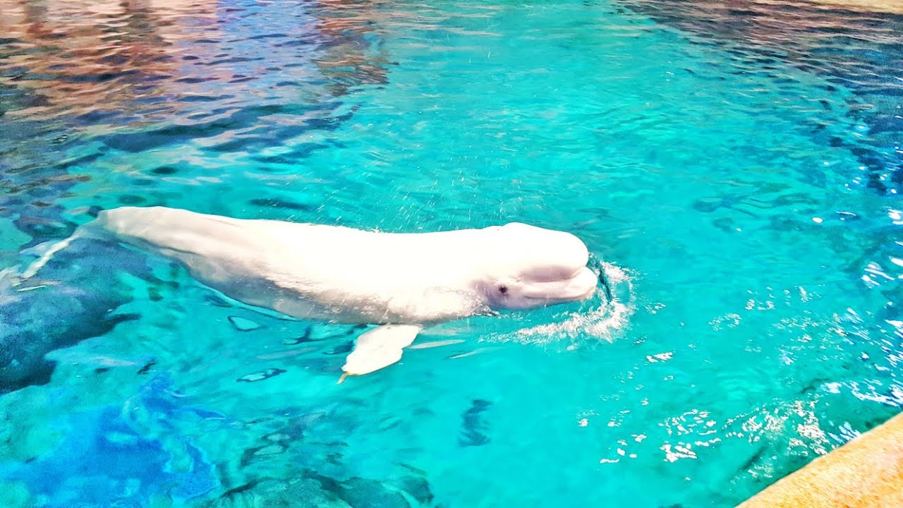 白イルカ Youtube