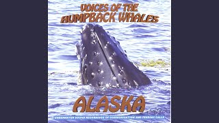 Transient Orcas Teaching