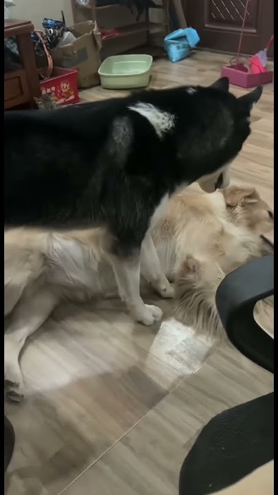 The two dogs are real comedians! Every frame challenges the limit of human laughter!#dog #funny