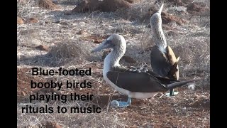 Blue-footed boobies displaying rituals whilst protecting their egg. by Boro Adventure 24 views 3 months ago 1 minute, 50 seconds