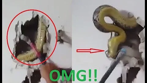 100M Views 15-Foot Long Python in the wall? (SCARY!!)