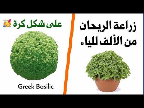 فيديو: ما هو Serata Basil - معلومات عن Basil 