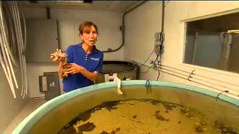 Conchs with Dr. Megan Davis