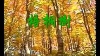 Video thumbnail of "梧桐树（女中音: 王晓珊）"
