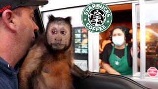 Monkey Goes to Starbucks Drive Thru!