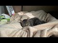 知らない猫が部屋に寛ぎに来た。
