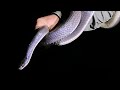 Herping Costa Rica: Cool Snake BONANZA!  (2023) EYELASH VIPERS