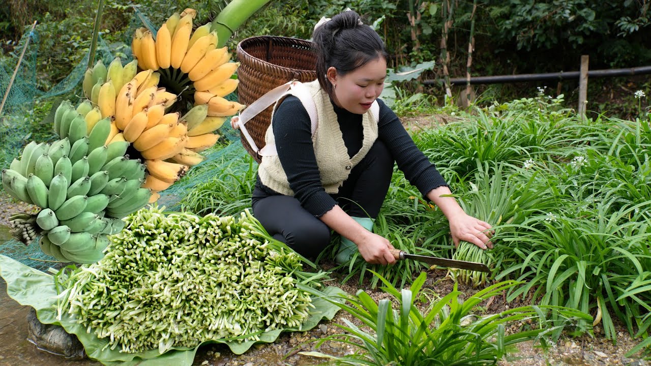 Huong's Daily Life: Harvesting Chives and Bananas to Sell at the Market and Taking Care of Pets.