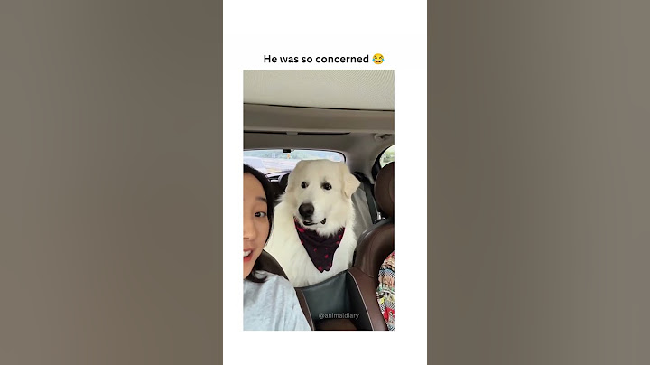 Dogs being cute part 50 #funny #lovegoldens #funnyanimals #pets #cutegolden #funnydogs #animals