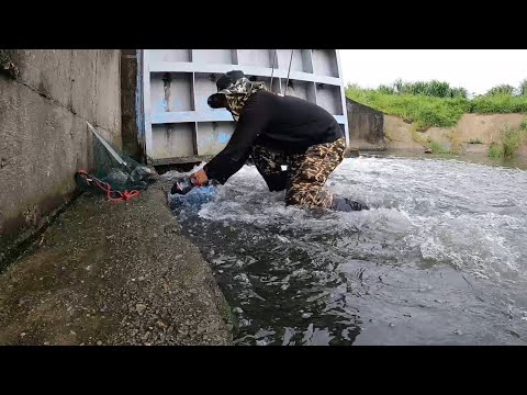 Video: Ang Mga Pugad Ng Isda Ay Pampagana