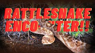 Snake Encounter Meadview Arizona