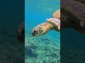 The BEST SNORKELING on KAUAI, Hawaii (Hideaway Beach)