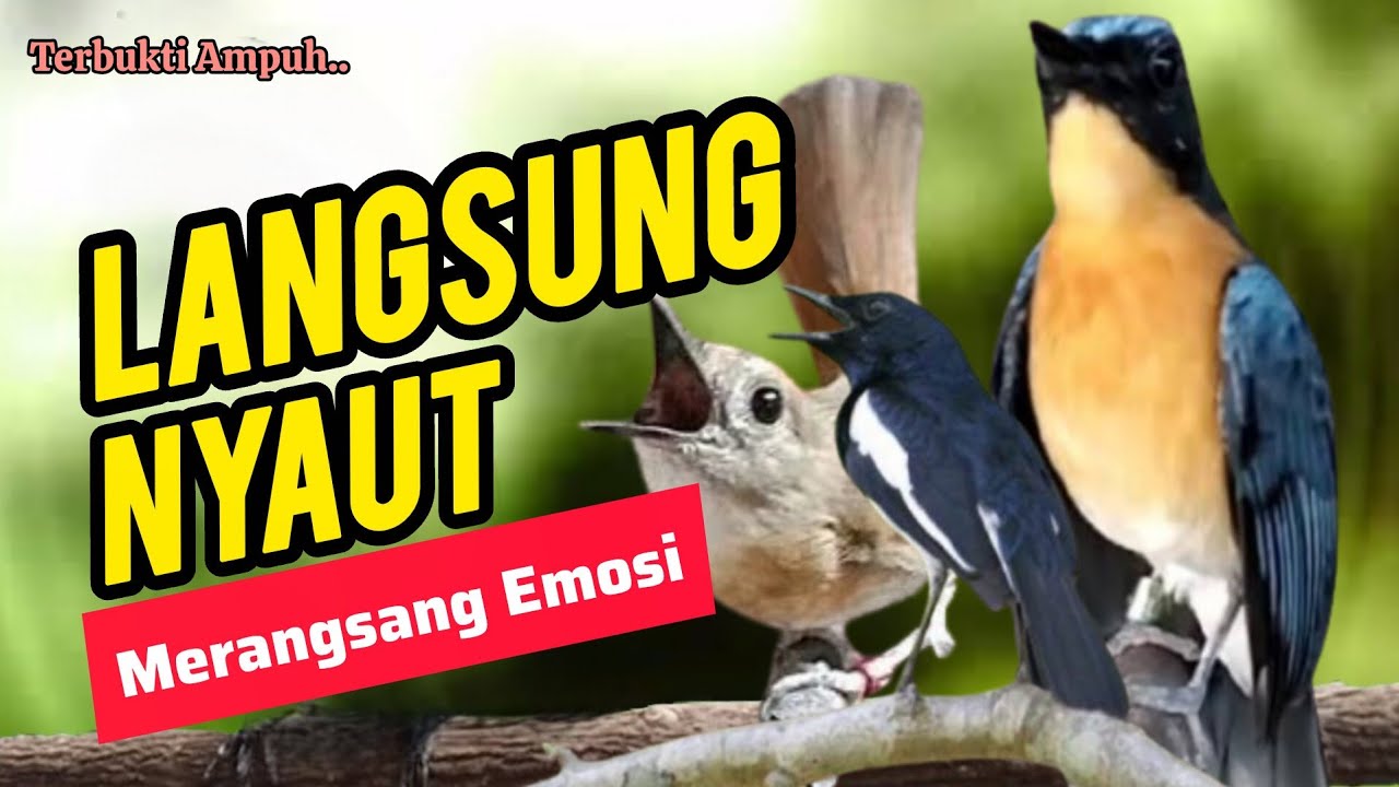 TERBUKTI AMPUH, MERANGSANG EMOSI TLEDEKAN GUNUNG, SRDC DAN KACER