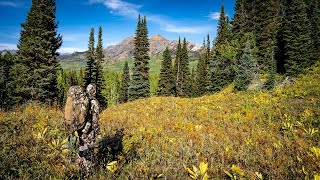 Solo Archery Elk Hunt DIY OTC Colorado Public Land 10 Days Backcountry