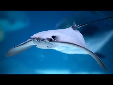 Academy of Sciences - Lagoon View Live Stream