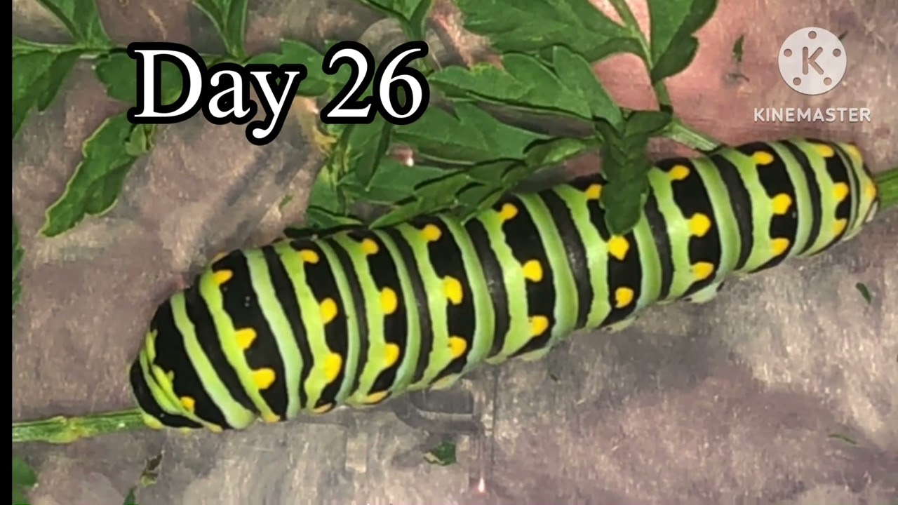 Black Swallowtail Butterfly life cycle day by day