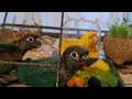 Baby Kakarikis and turquoise GC conures.