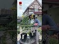 夏剪定をするのはなぜ　#shorts #ショート #相原バラ園 #バラ栽培 #夏剪定