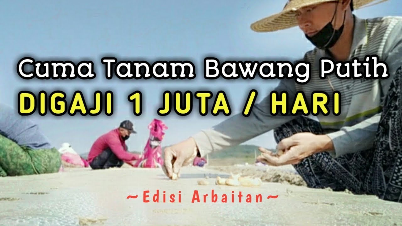 MENANAM BAWANG PUTIH di Korea Selatan || Edisi Arbaitan 