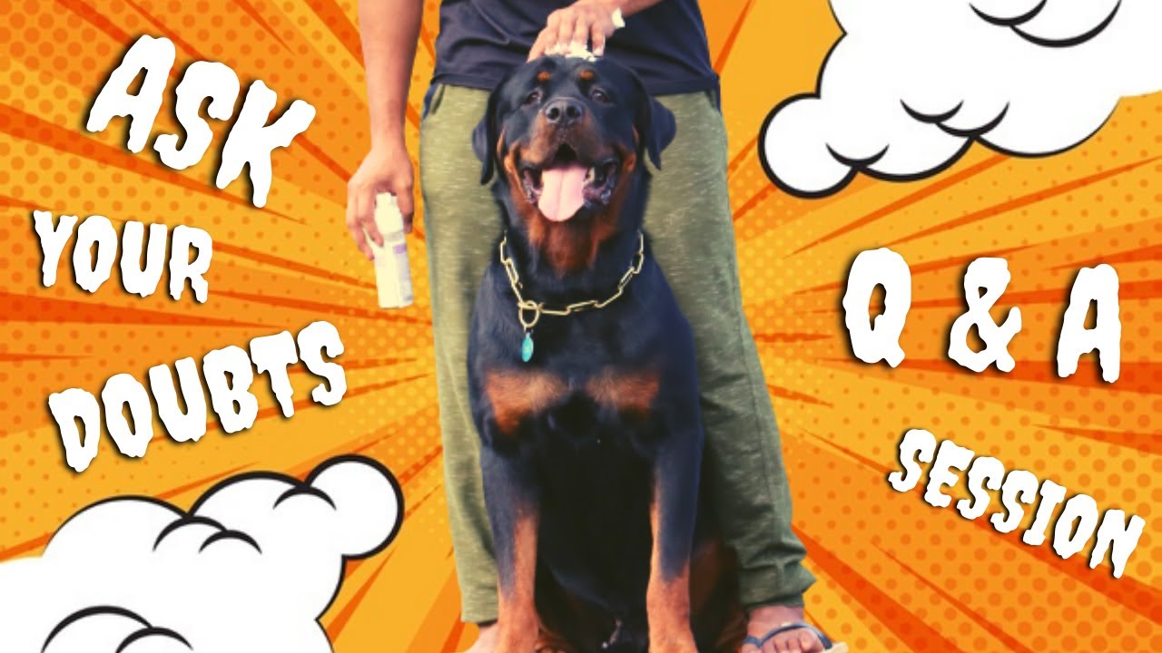Doubts about Dogs and Puppies in Tamil | Q & A with Rottweiler | Chatty ...
