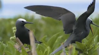 White Capped Noddy Shorebirds | Beautiful Sea Birds Flying Noddy Terns (HD)