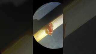 Неизвестный жучок под микроскопом часть 3 (ползает по зубачистке)