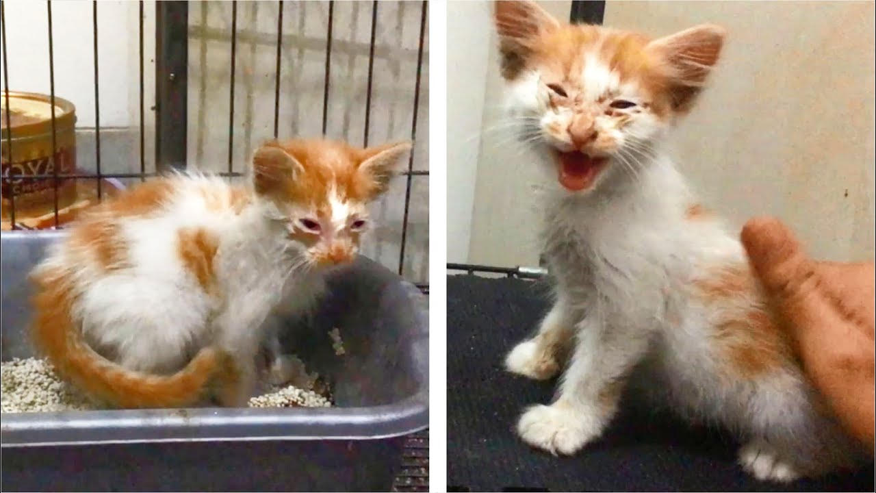 This Was Kitten 2nd Day Rescue, Kitten Poop Using Litter Box First Time & Kitten Angry At The Cats