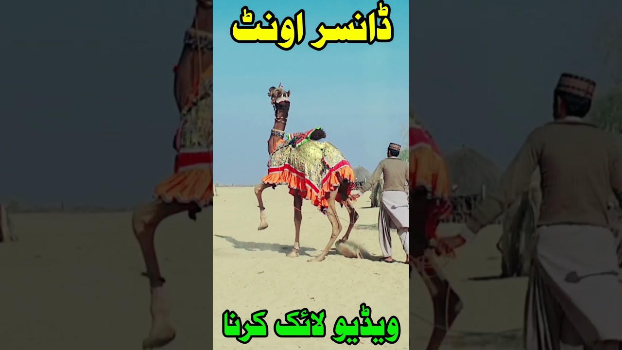 dansar auonth ki pehli trenig 