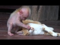 Quand singe et chat se font un calin