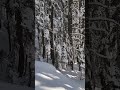 Just me, the #trees, the #mountains, and tons of #snow. #nature #nationalpark #forest #getoutthere