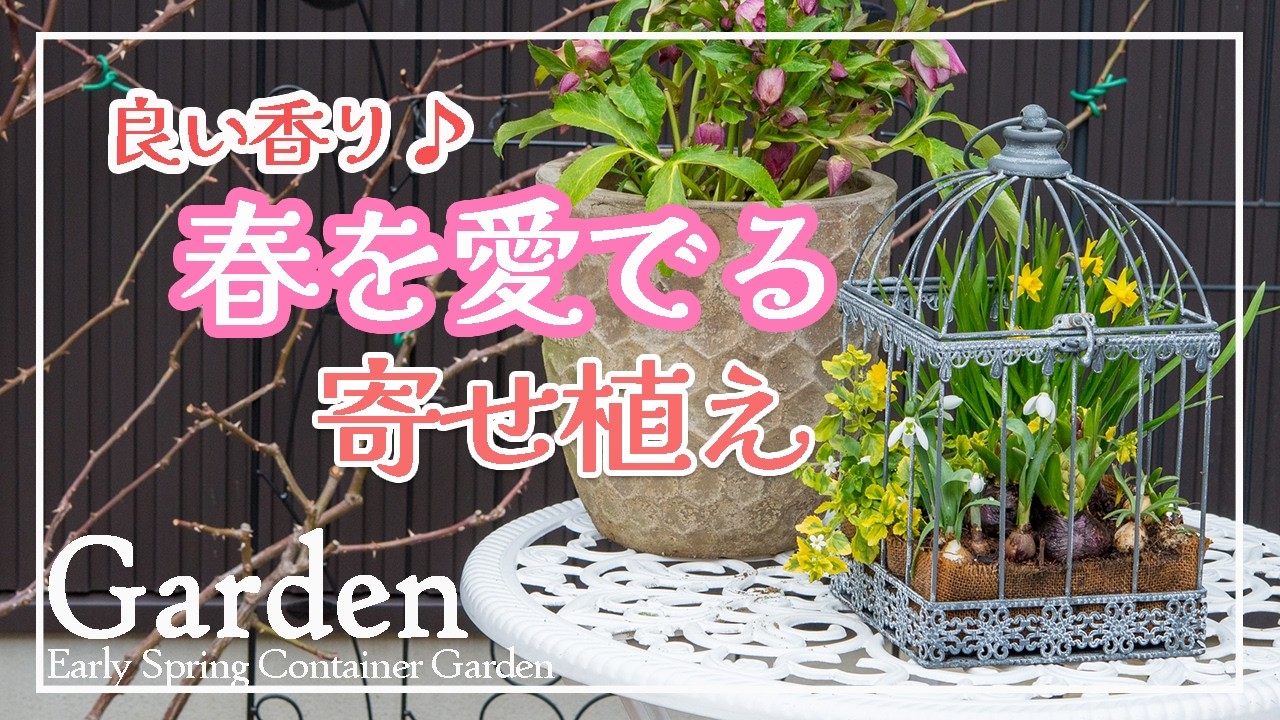 鳥かごの寄せ植え✿種蒔きローブドゥアントワネット✿メジロ✿ミモザ✿コラージュ日記 #ガーデニング #園芸 #journaling