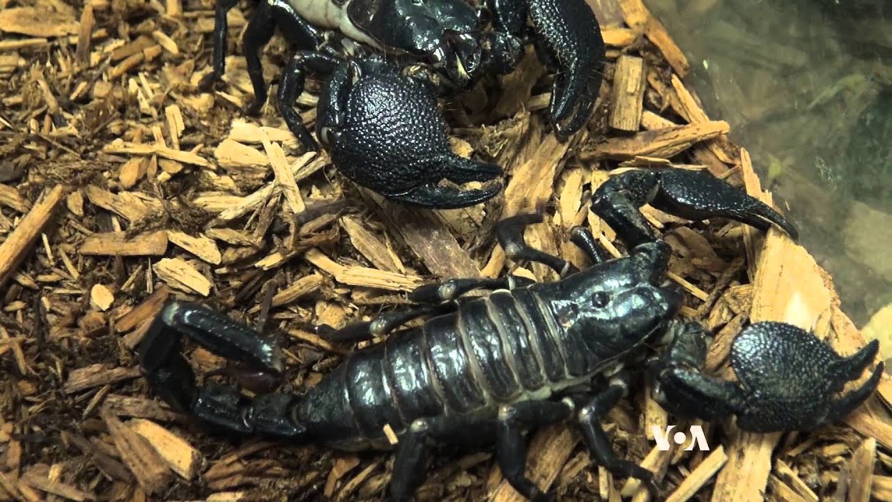 Animals Become Teachers in the Classroom