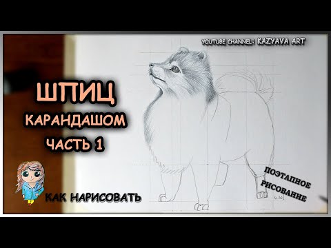 Как нарисовать собаку породы ШПИЦ карандашом поэтапно. Часть 1. Построение