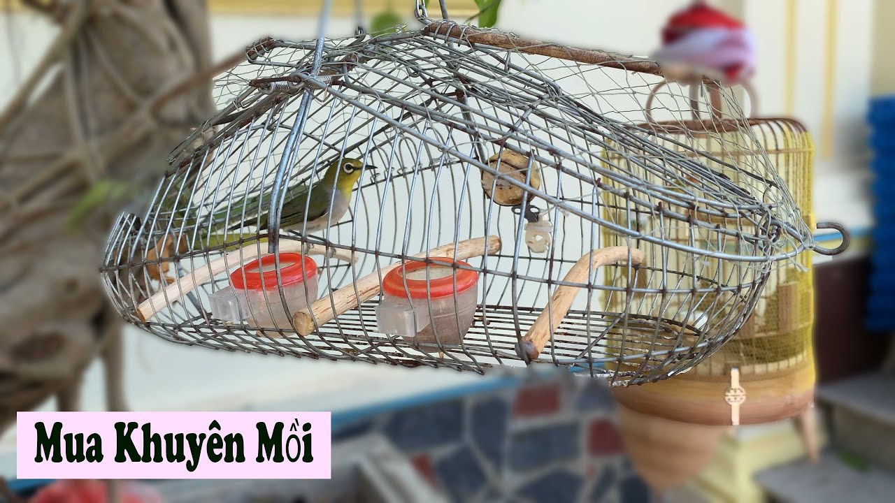 Mua Khuyên Mồi Và Xem Những Con Khuyên Đẹp Của Cậu Học Sinh/Chiến Ơi