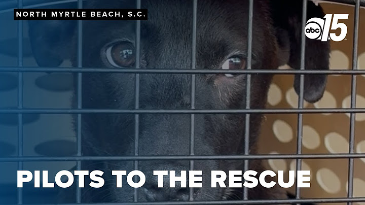 Pilots To The Rescue flies animals from SC to new beginnings up north